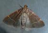 Hypsopygia glaucinalis